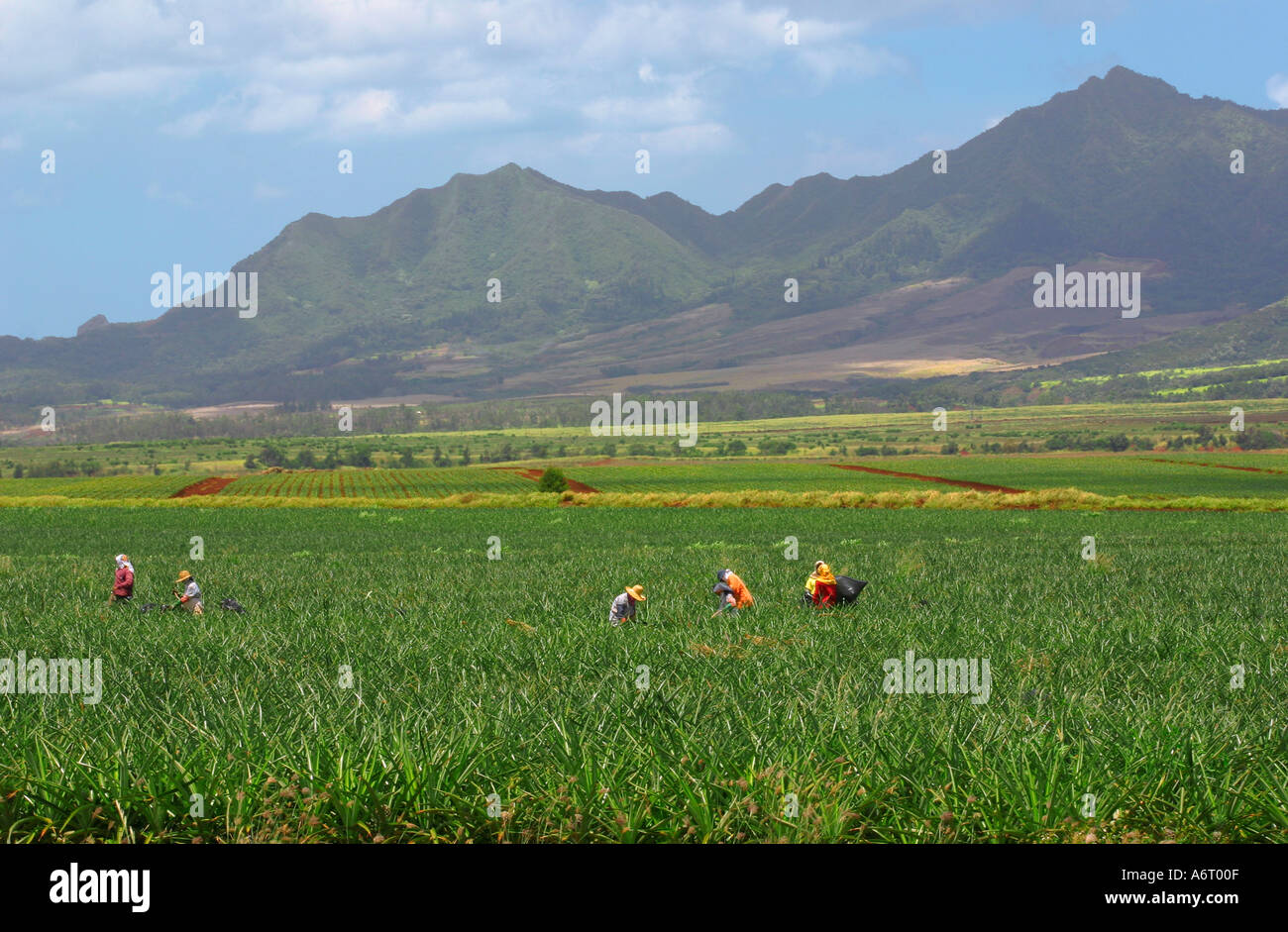 Lavoratori ananassi raccolto nel campo su Oahu Hawaii con montagne contro il cielo blu in background Foto Stock