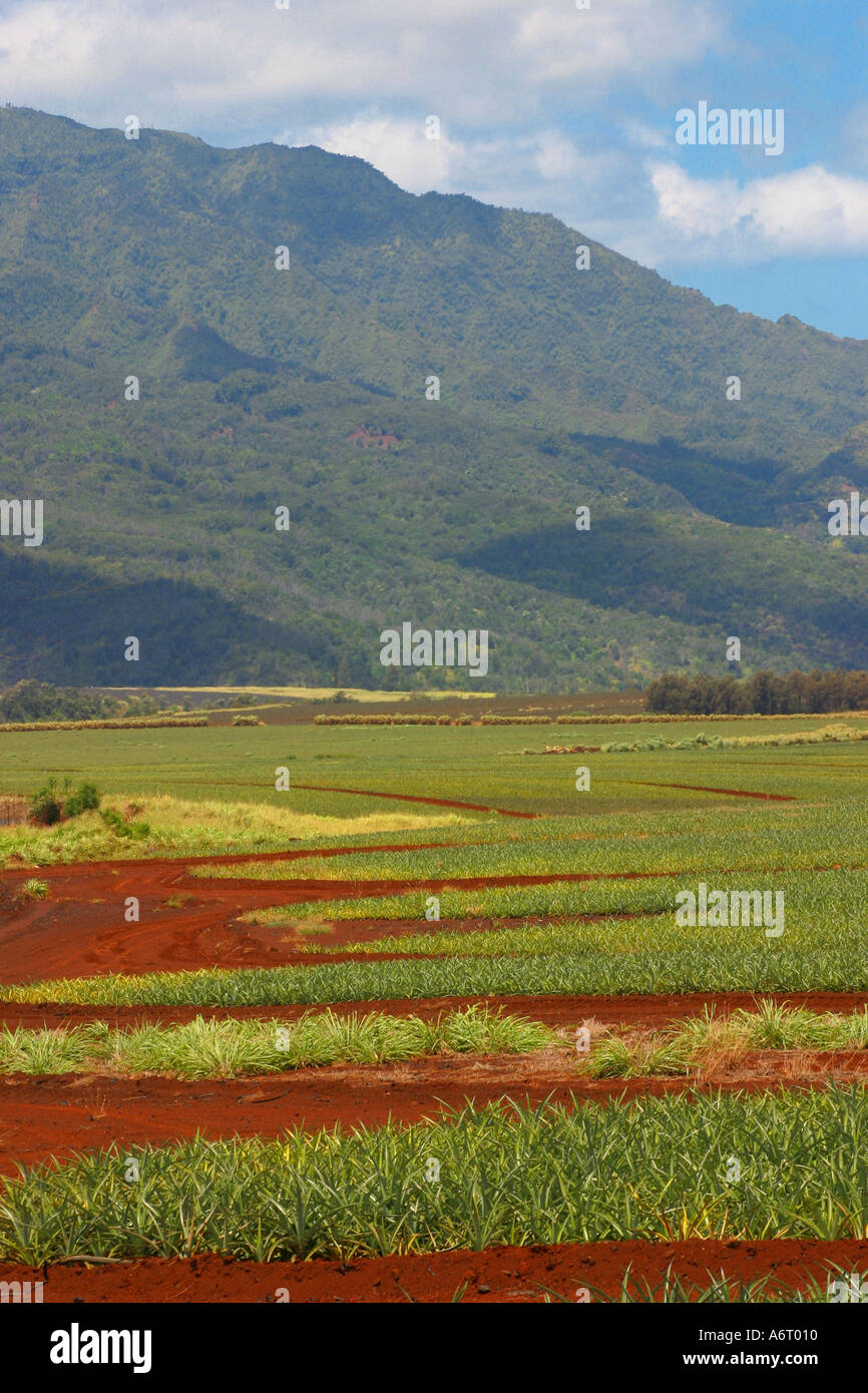 In argilla rossa armatura percorsi attraverso la piantagione di ananas e il campo su North Shore Oahu Hawaii Foto Stock
