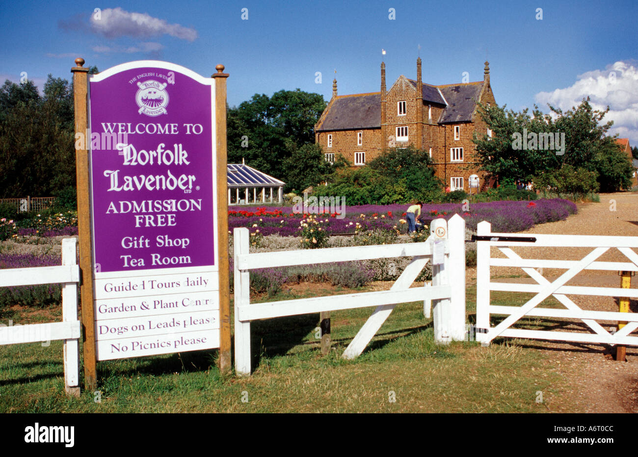 Norfolk Lavender West Norfolk England Regno Unito Foto Stock