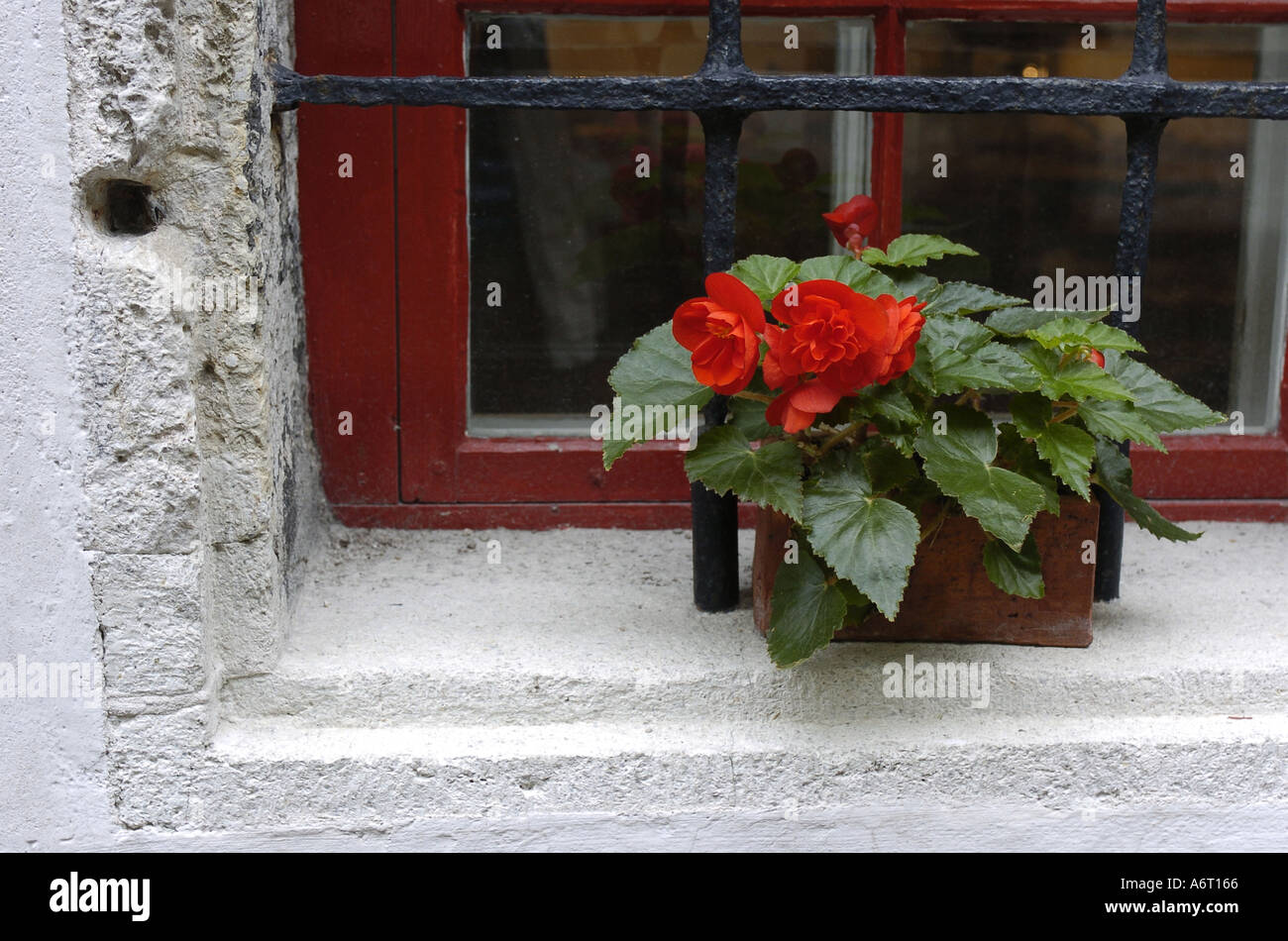 Vaso di fiori sulla finestra sbarrata Foto Stock