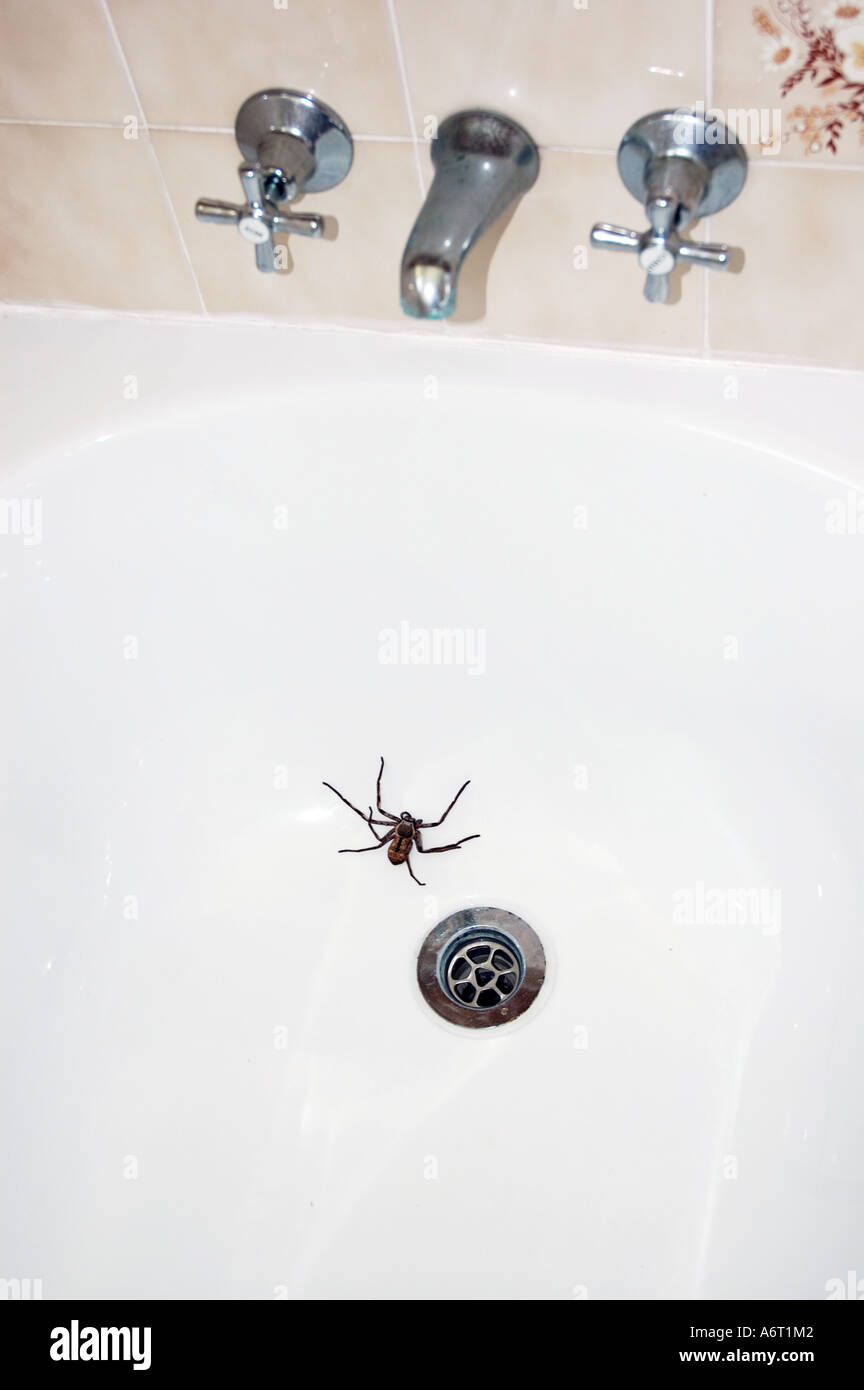Comune di Australian Huntsman spider in una vasca da bagno Foto Stock