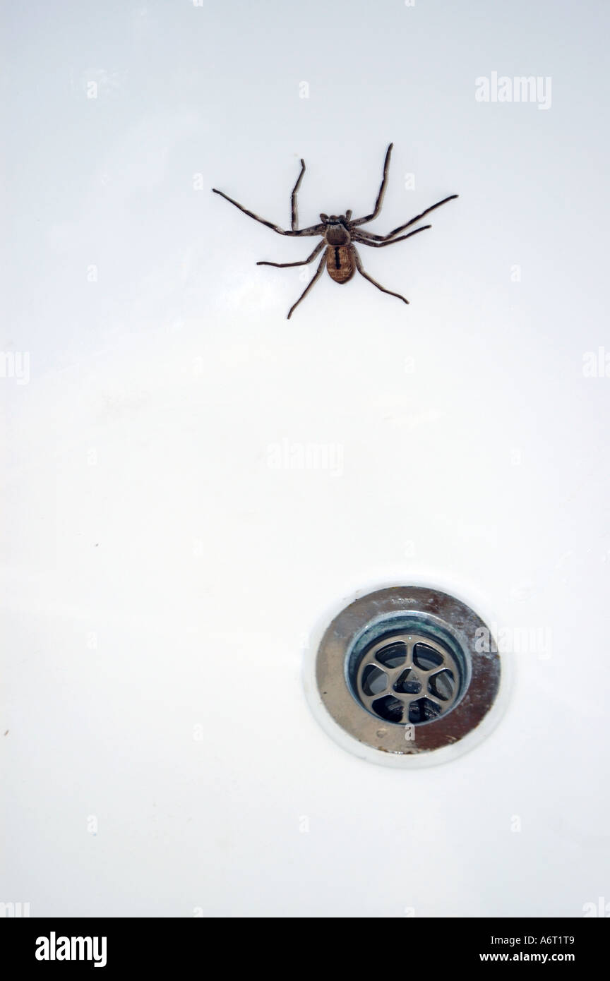 Comune di Australian Huntsman spider in una vasca da bagno Foto Stock