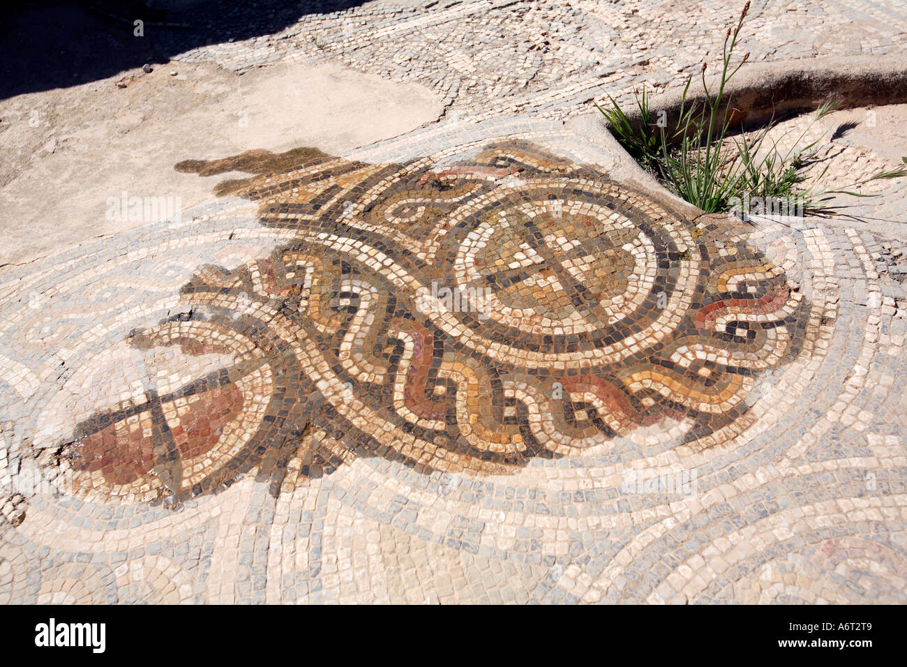 Acqua rivela un pavimento a mosaico ancora in situ in corrispondenza di Sabratha in Libia e minacciata dagli effetti degli agenti atmosferici Foto Stock