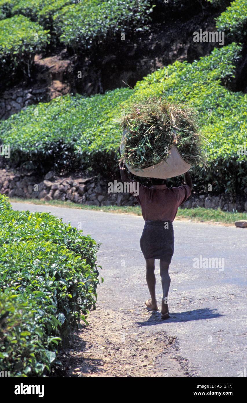 Il tè planation, Kerala, India. Foto Stock