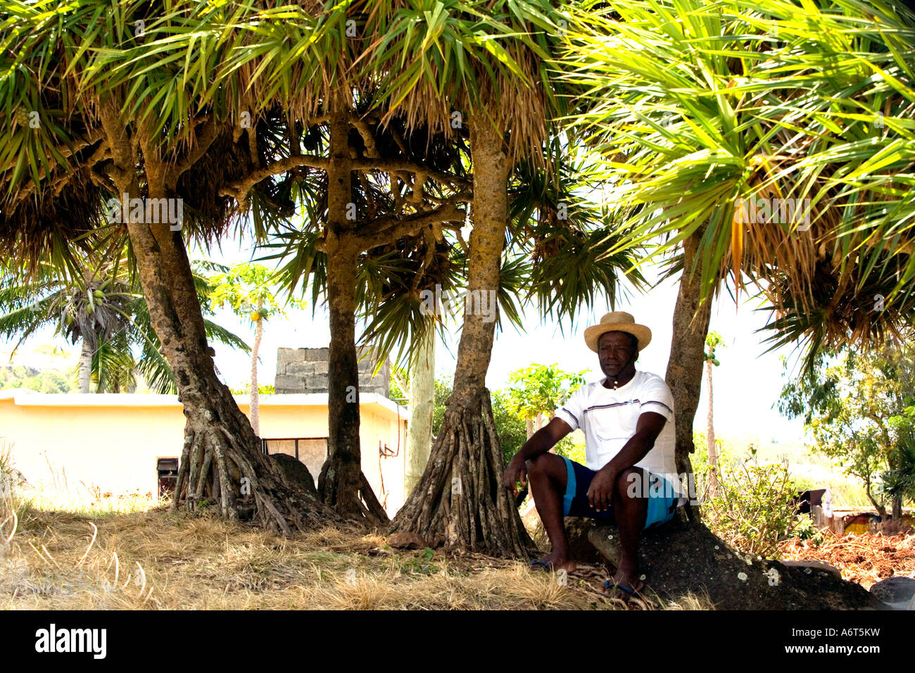 Uomo appoggiato all'ombra di un gruppo di alberi di Vacoas in Rodrigues Foto Stock