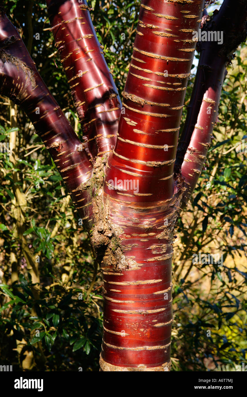 Ciliegio ornamentale Prunus serrula. Foto Stock