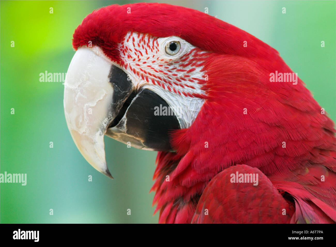 Il rosso e il verde macaw (Ara chloroptera) America del Sud. Foto Stock