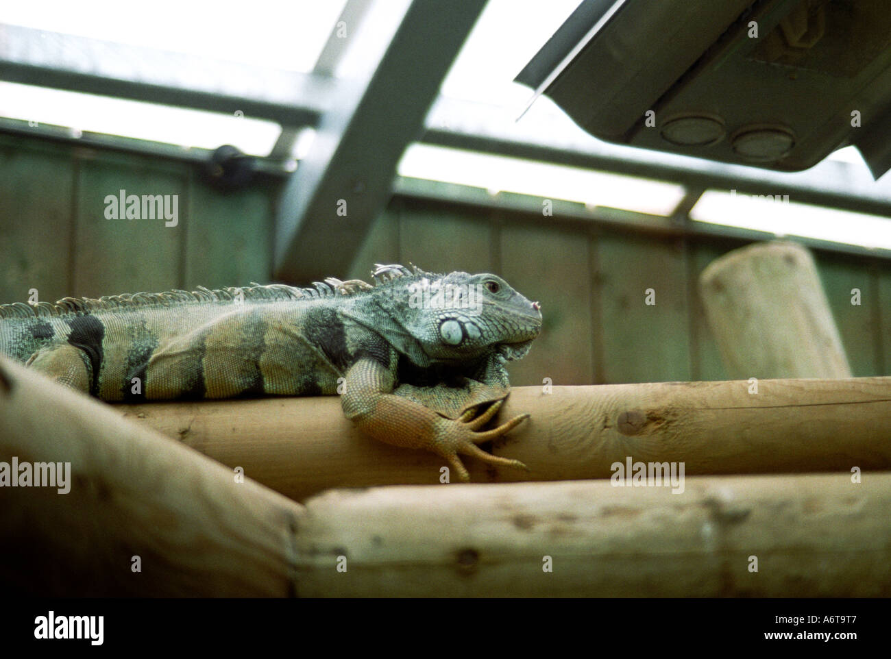 Comune di Iguana trovati essendo introdotte di contrabbando in Regno Unito ormai sicuro in zoo Foto Stock