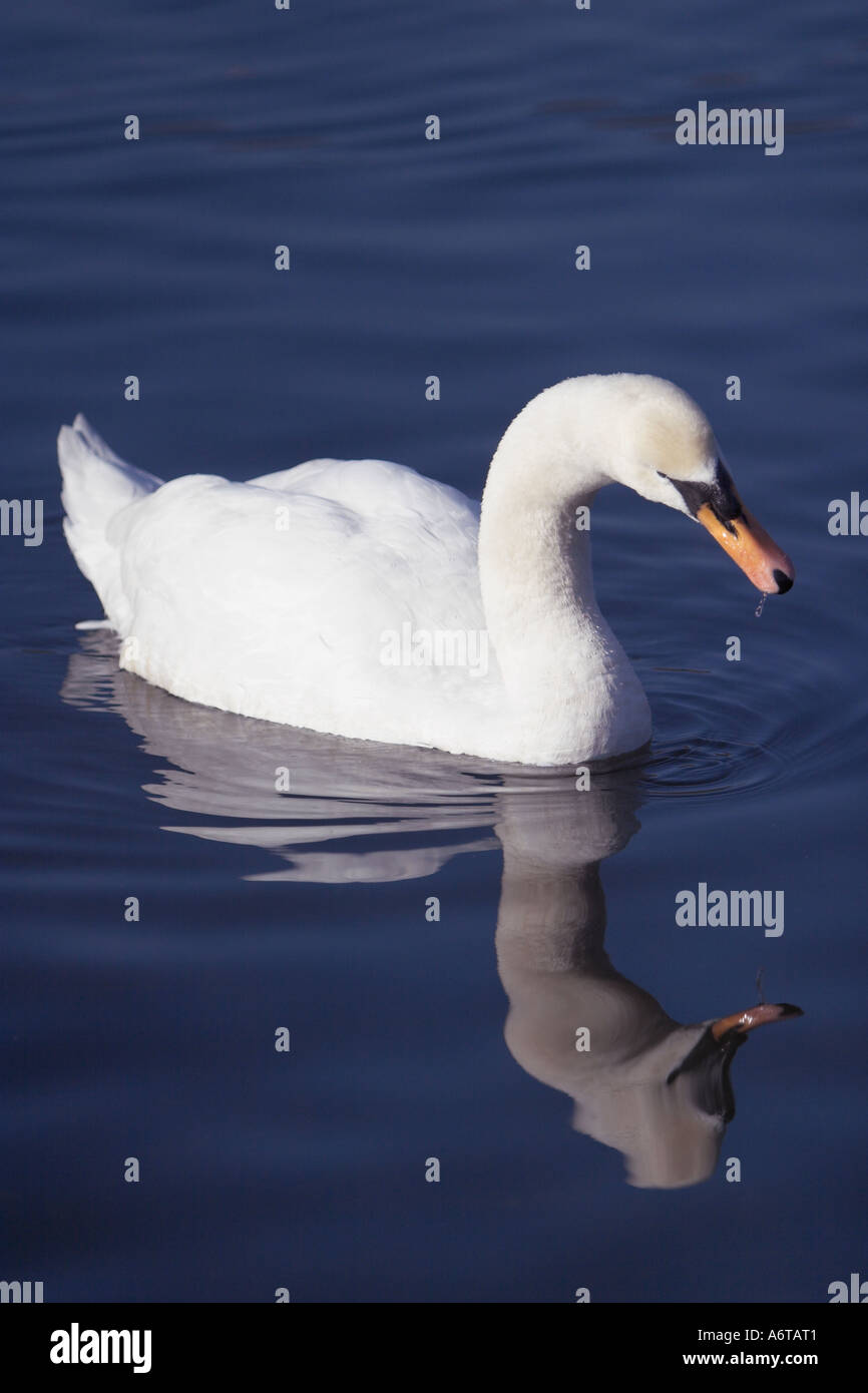 Un cigno su un tranquillo laghetto che mostra una buona riflessione nell'acqua Foto Stock