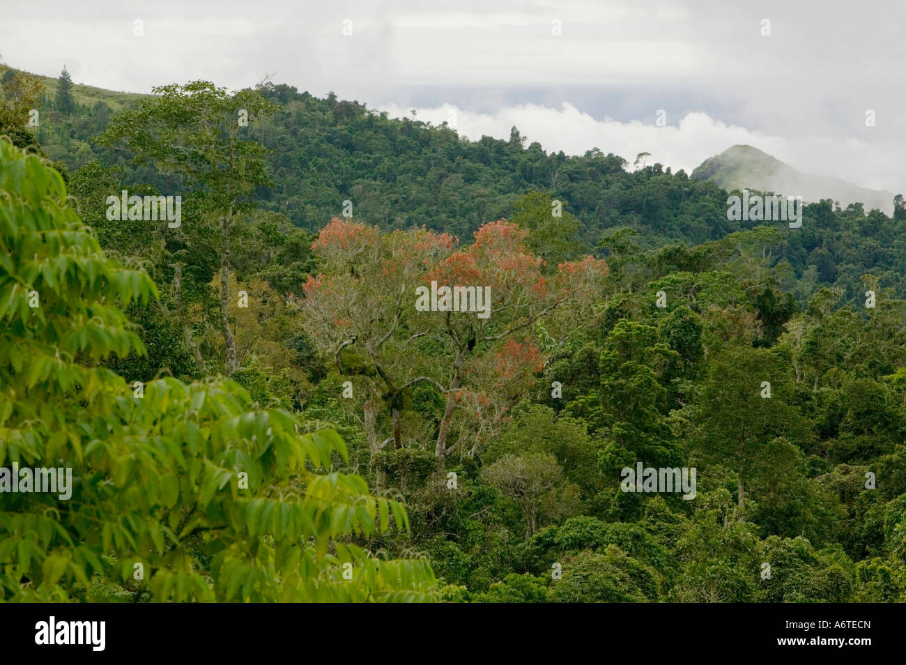 Il baldacchino della foresta pluviale tropicale sulle isole Figi Foto Stock