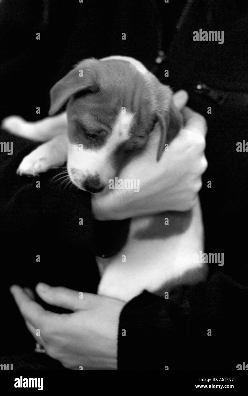 Immagine in bianco e nero di Jack Russell cucciolo essendo trattenuto Foto Stock