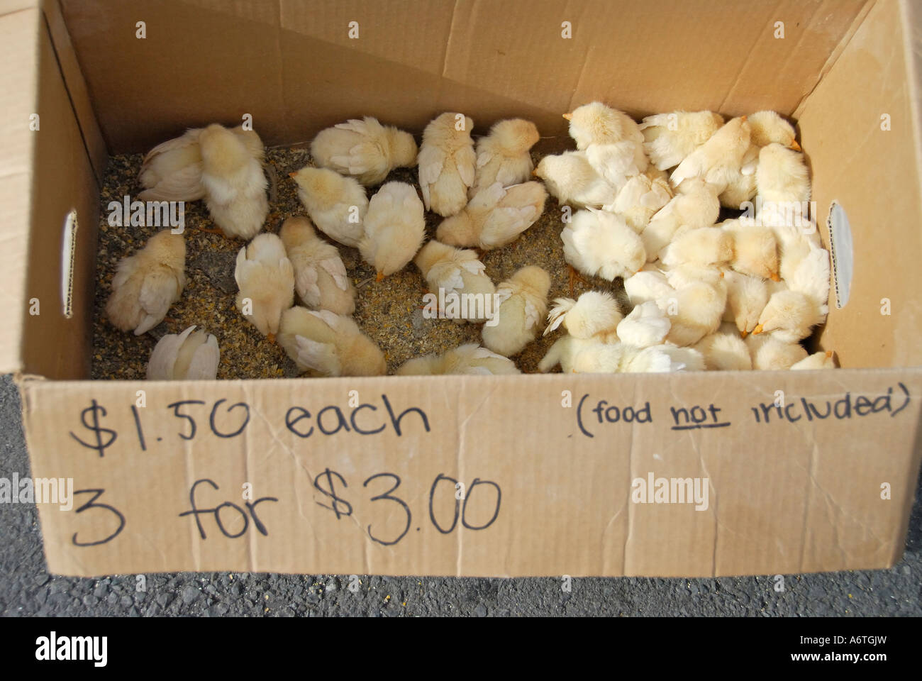 'Pollo pulcini " per la vendita " da una scatola di cartone' a Pasqua, "farmers market', California' Foto Stock
