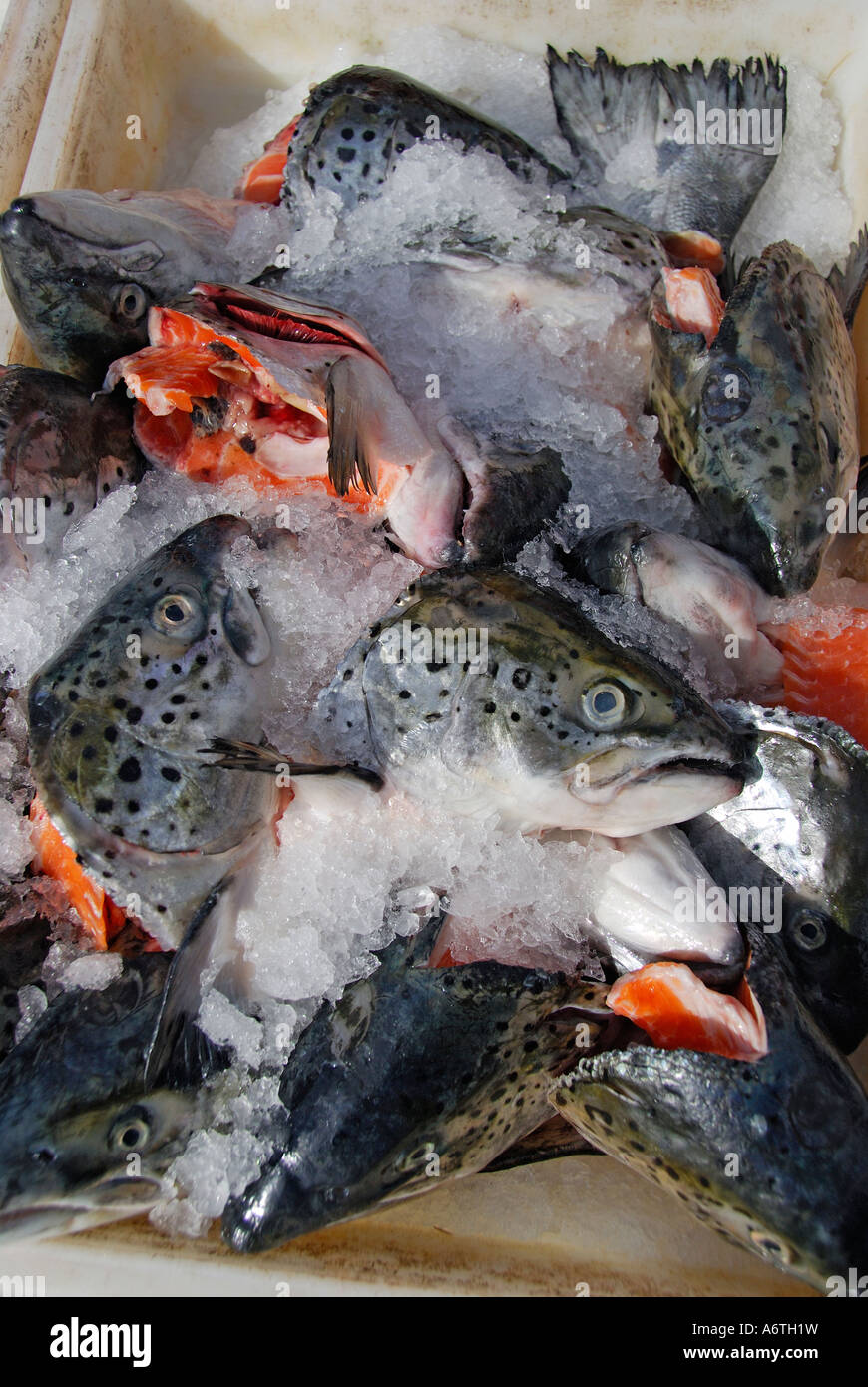 'Il salmone di allevamento le teste e le code, 'on ice", California' Foto Stock