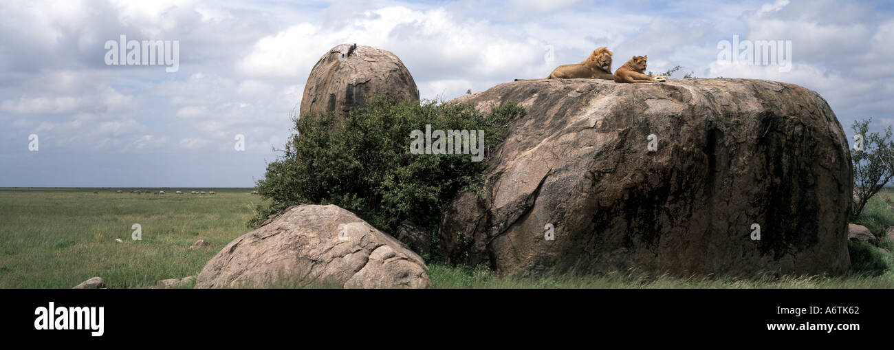 Leone e Leonessa (Panthera leo) Africa Foto Stock