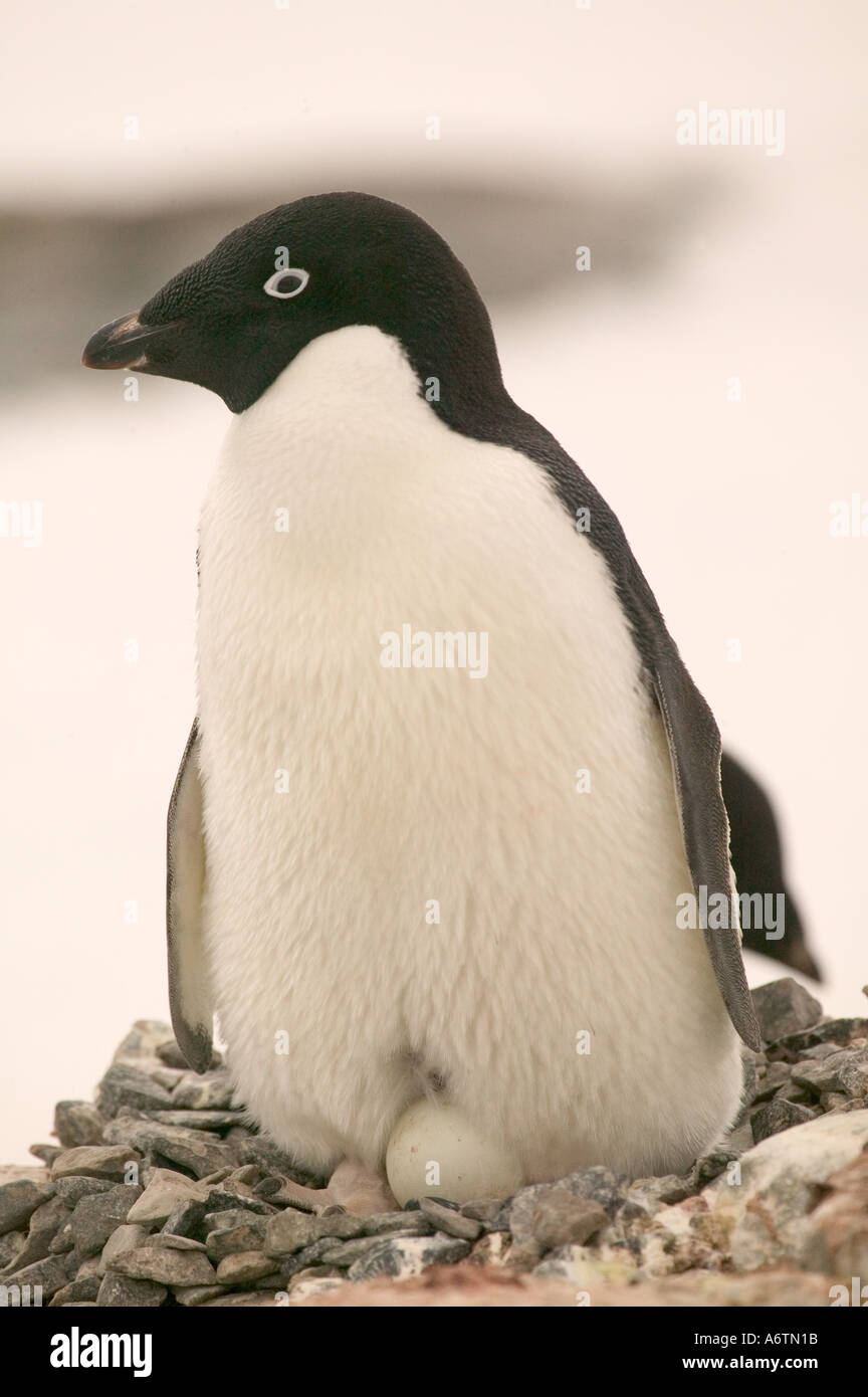 Adelie Penguin sulla vista di nesting con uovo, Petermann Island, Antartide Pennisula. Foto Stock