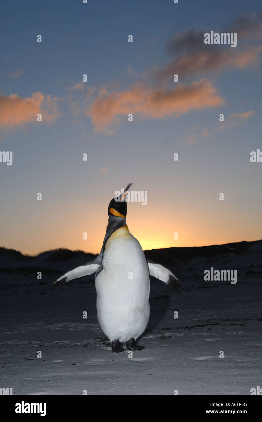 Un isolato pinguino reale al Surf Bay, Isole Falkland, Sud Atlantico Foto Stock