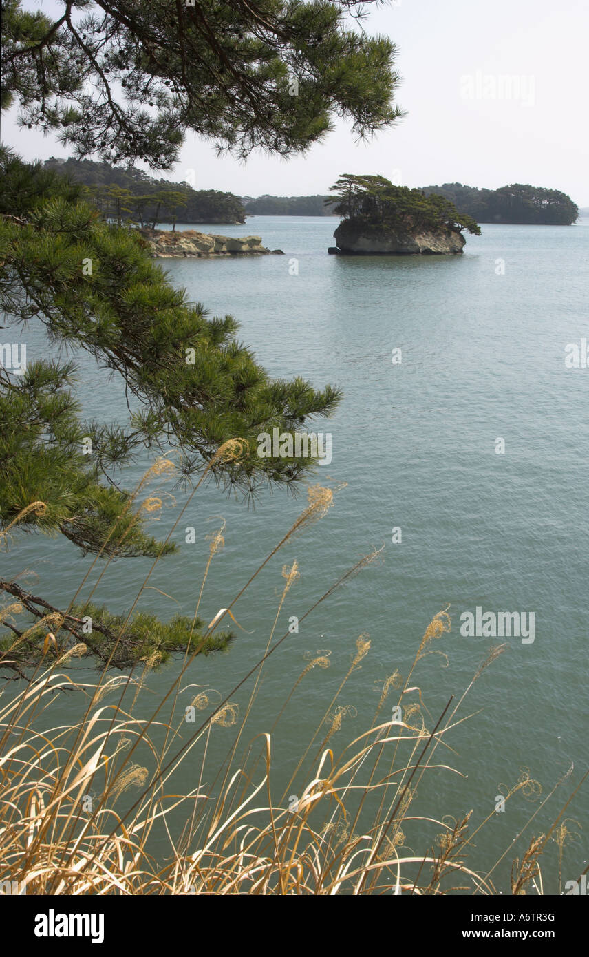 Giappone Nothern Honshu Miyagi ken Matsushima bay Oshima isola vista del mare e delle piccole isole si vede attraverso gli alberi di pino con erbe in Foto Stock