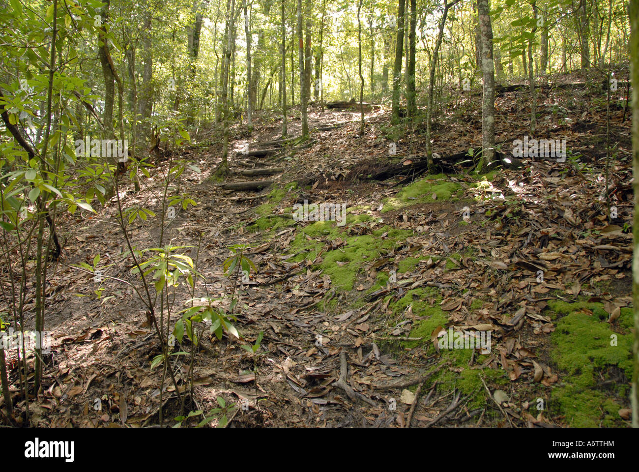Giardino di Eden sentiero escursionistico Florida ripido burrone boschi della foresta di alberi North Florida Foto Stock