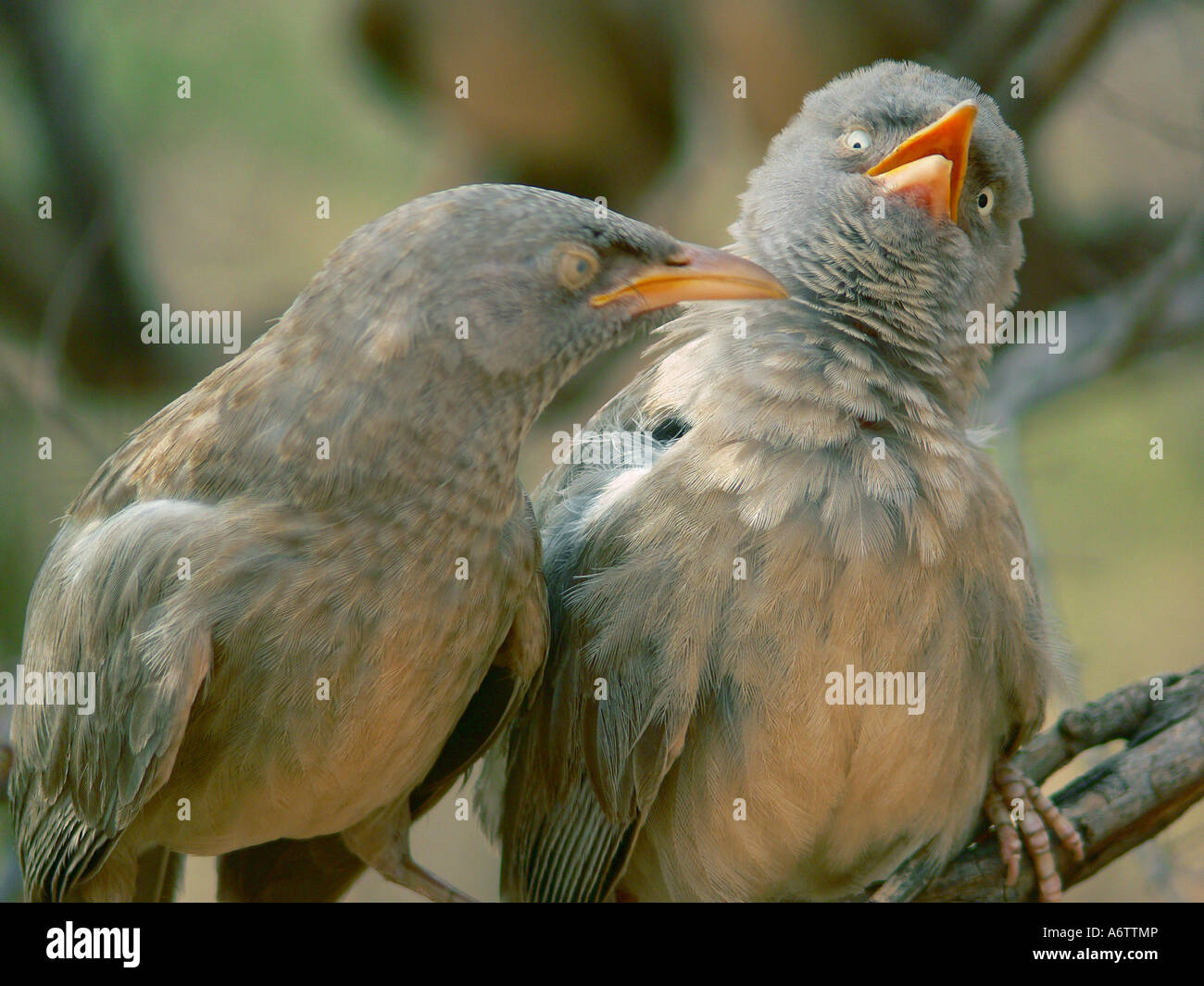 Close-up di una coppia Babbler seduto su un ramo di albero, Ranthambor, Rajasthan Foto Stock