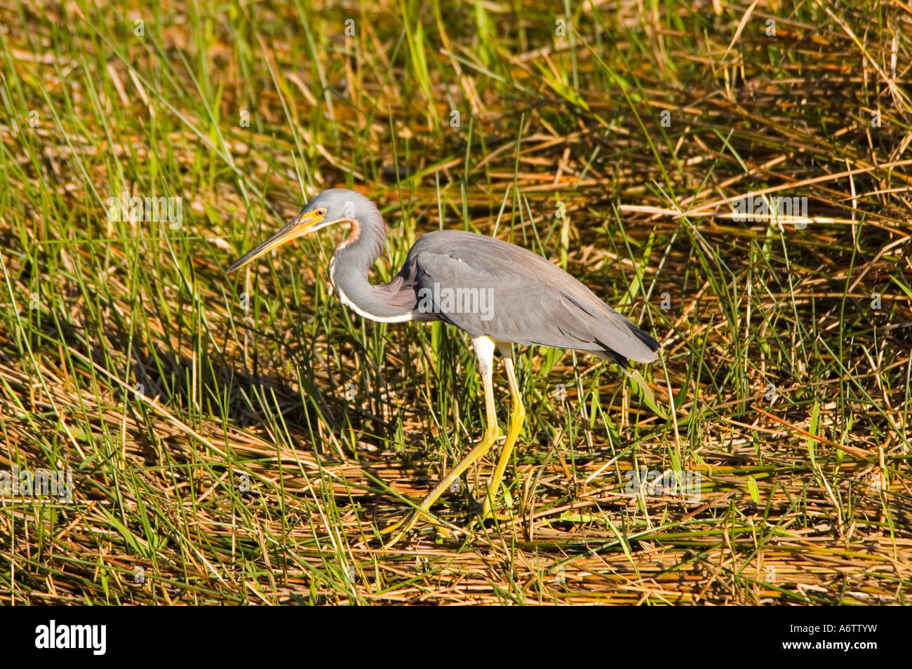 Uccelli Airone tricolore ritratto a piedi closeup fl natura birdwatching fauna selvatica Florida Everglades National Park Foto Stock