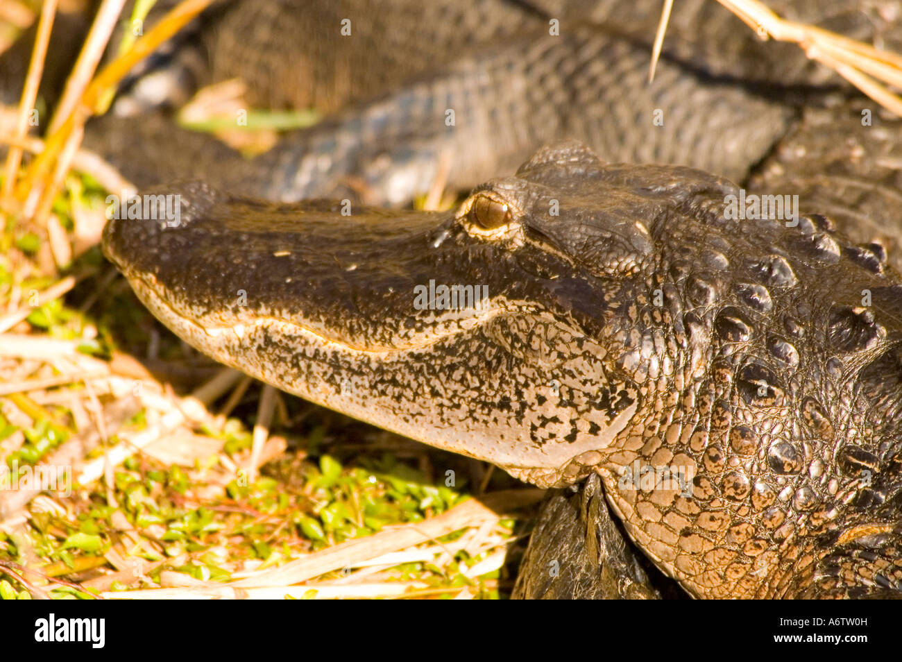 Il coccodrillo americano ritratto di testa closeup animale natura sorridente dettaglio Foto Stock