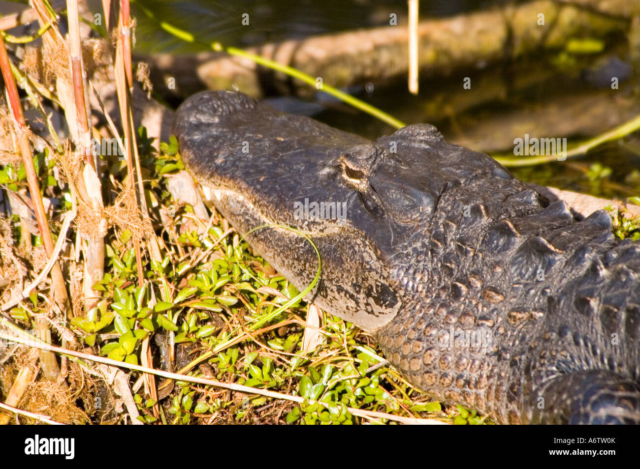 Il coccodrillo americano ritratto di testa closeup fl natura birdwatching fauna selvatica Florida Everglades National Park rettile Foto Stock