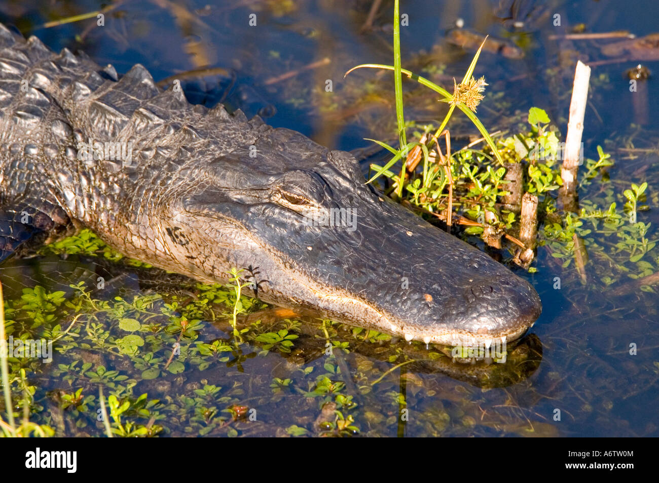 Il coccodrillo americano ritratto di testa closeup fl natura birdwatching fauna selvatica Florida Everglades National Park Foto Stock
