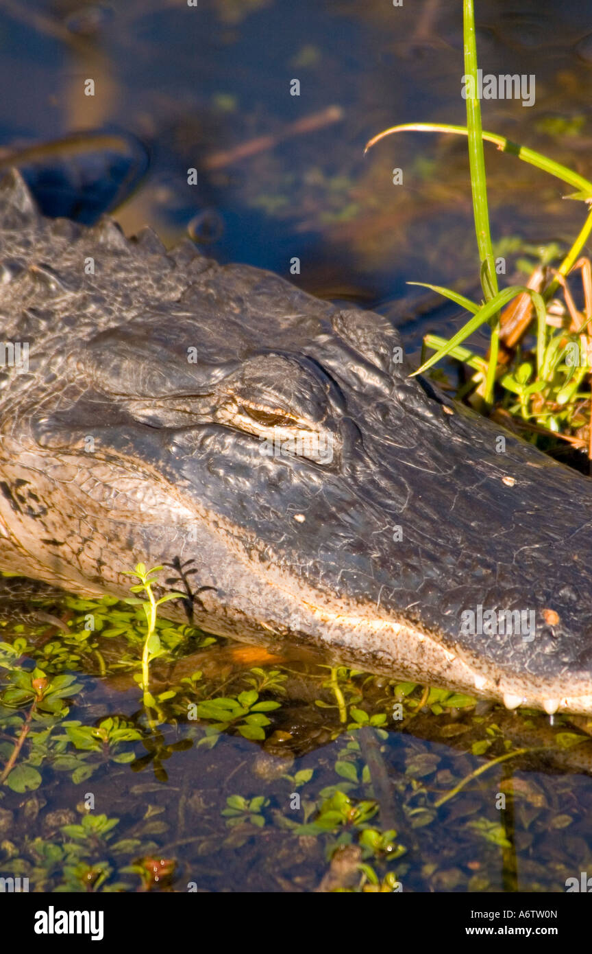 Il coccodrillo americano ritratto di testa closeup fl natura birdwatching fauna selvatica Florida Foto Stock