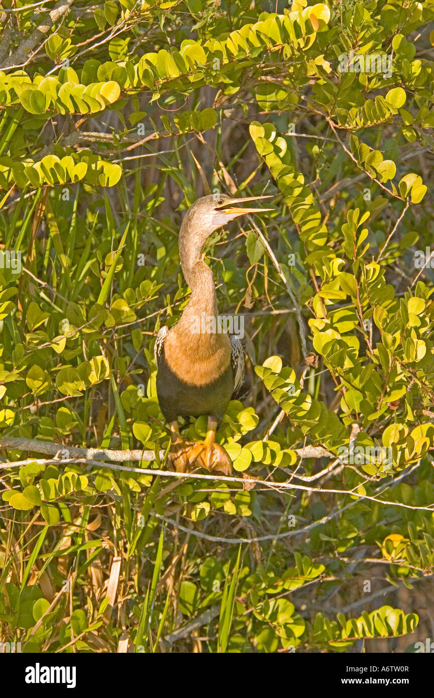 Anhinga acqua ritratto della Turchia fl natura birdwatching fauna selvatica Florida Everglades National Park anhinga trail Foto Stock