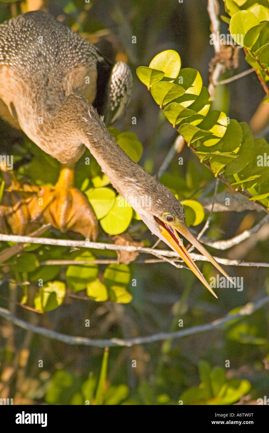 Anhinga bocca aperta florida bird fl natura birdwatching fauna selvatica Florida Everglades National Park anhinga trail Foto Stock