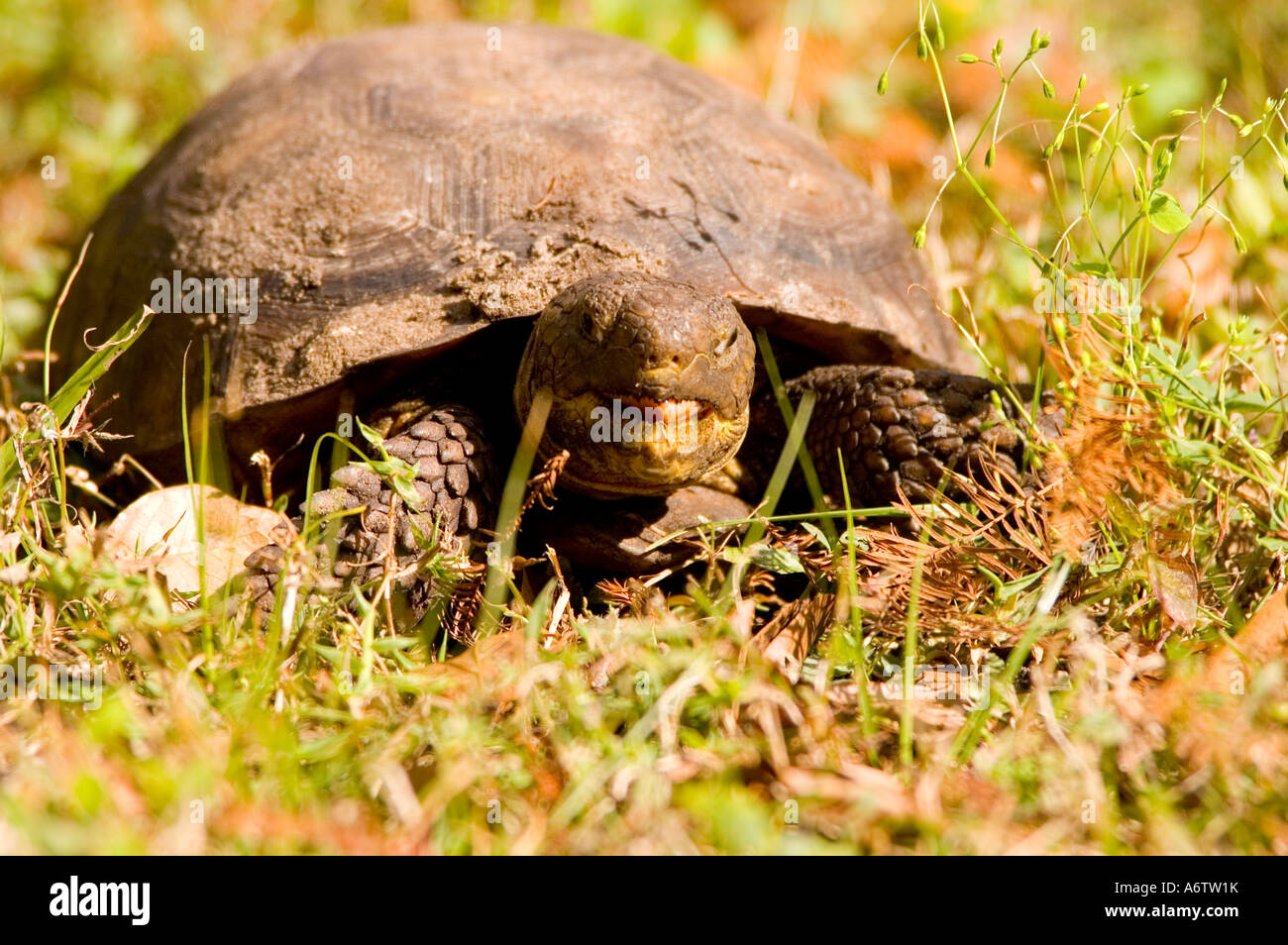 Gopher alimentazione tartaruga a bocca aperta fl natura birdwatching fauna selvatica Florida Foto Stock