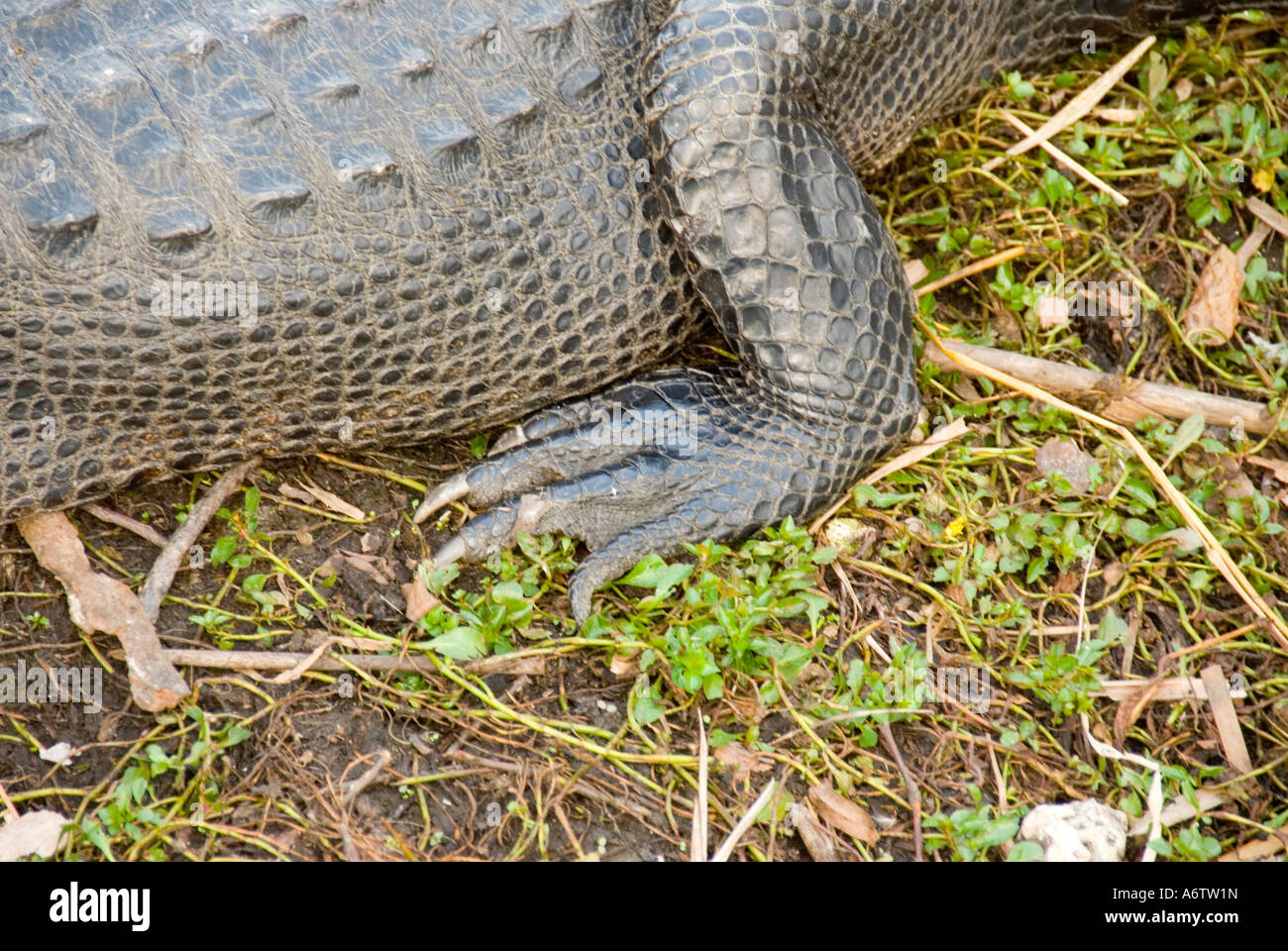 American alligator mississippiensis closeup di piede artigli fl natura birdwatching fauna selvatica Florida Foto Stock
