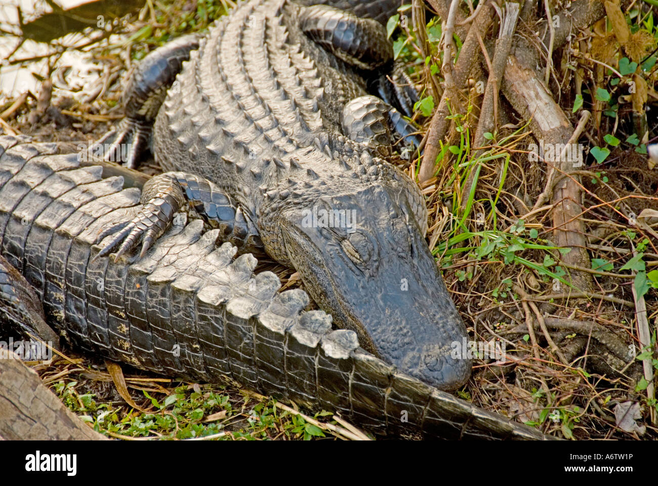 American alligatori Everglades National Park Florida fl natura birdwatching fauna selvatica Foto Stock