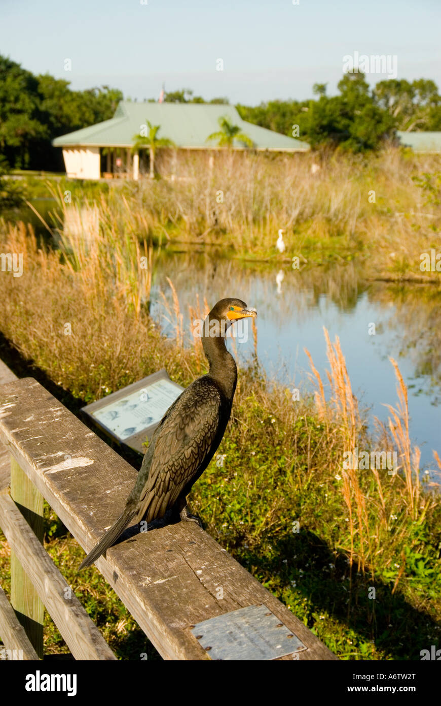 Doppia di cormorani crestato Everglades National Park Florida florida natura birdwatching fauna selvatica Foto Stock