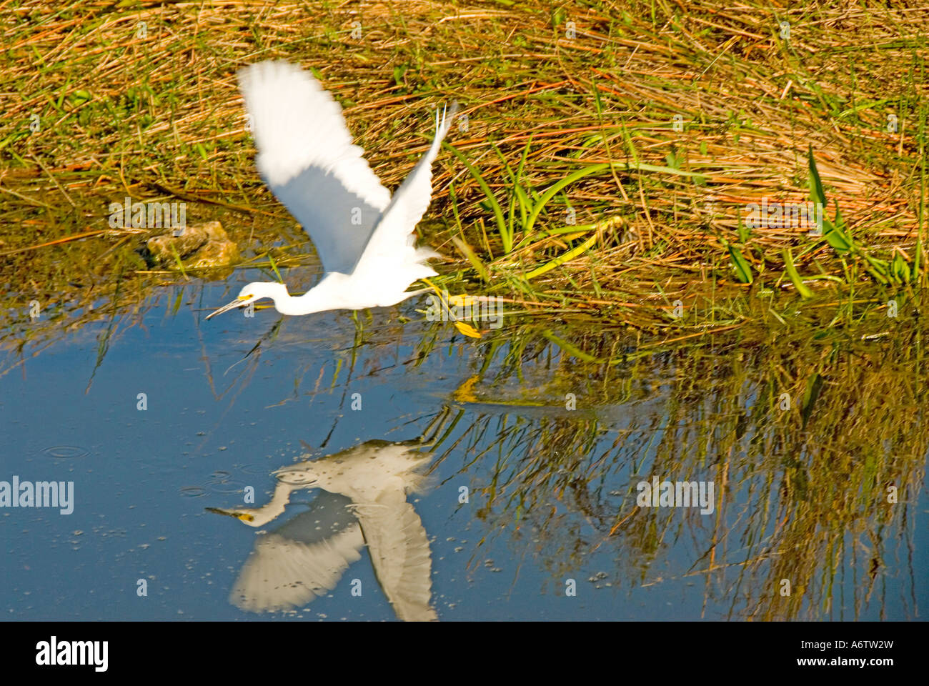 Snowy garzetta volando sopra la riflessione di acqua florida natura birdwatching wildlife Everglades National Park Foto Stock
