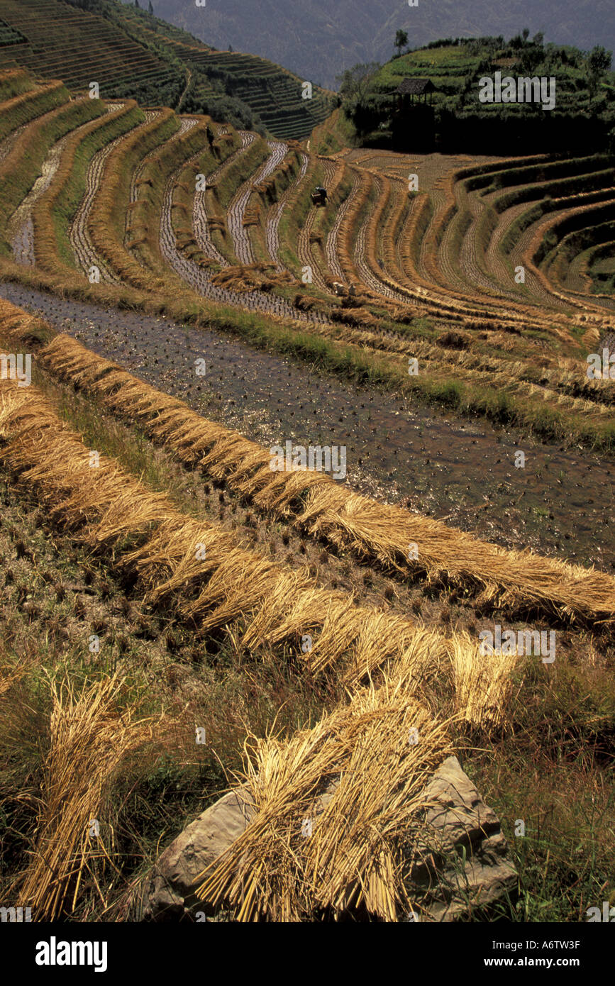 Cina, Longsheng. Dragon's Backbone terrazze di riso nel raccolto. Foto Stock