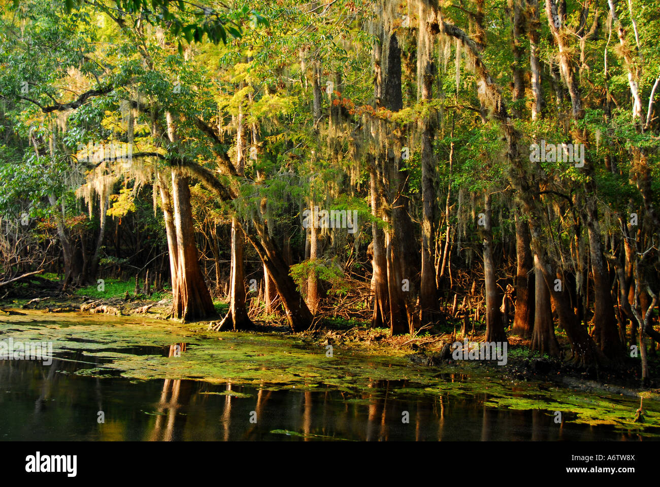 Lamantino Springs State Park Florida fl all'aperto natura ricreazione Foto Stock