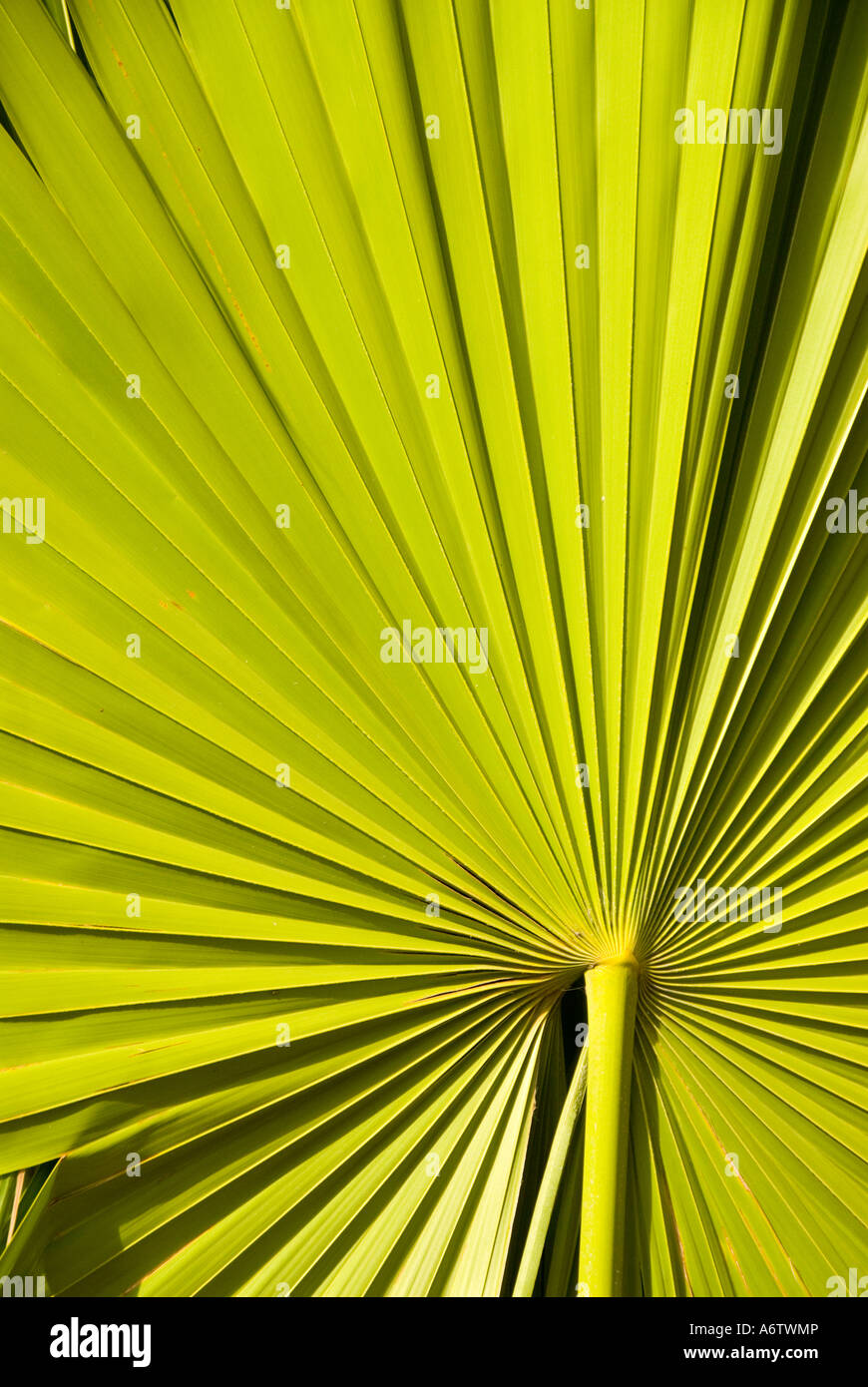 Sabal palmetto palm frond verde design pattern natura dettaglio florida fl Foto Stock