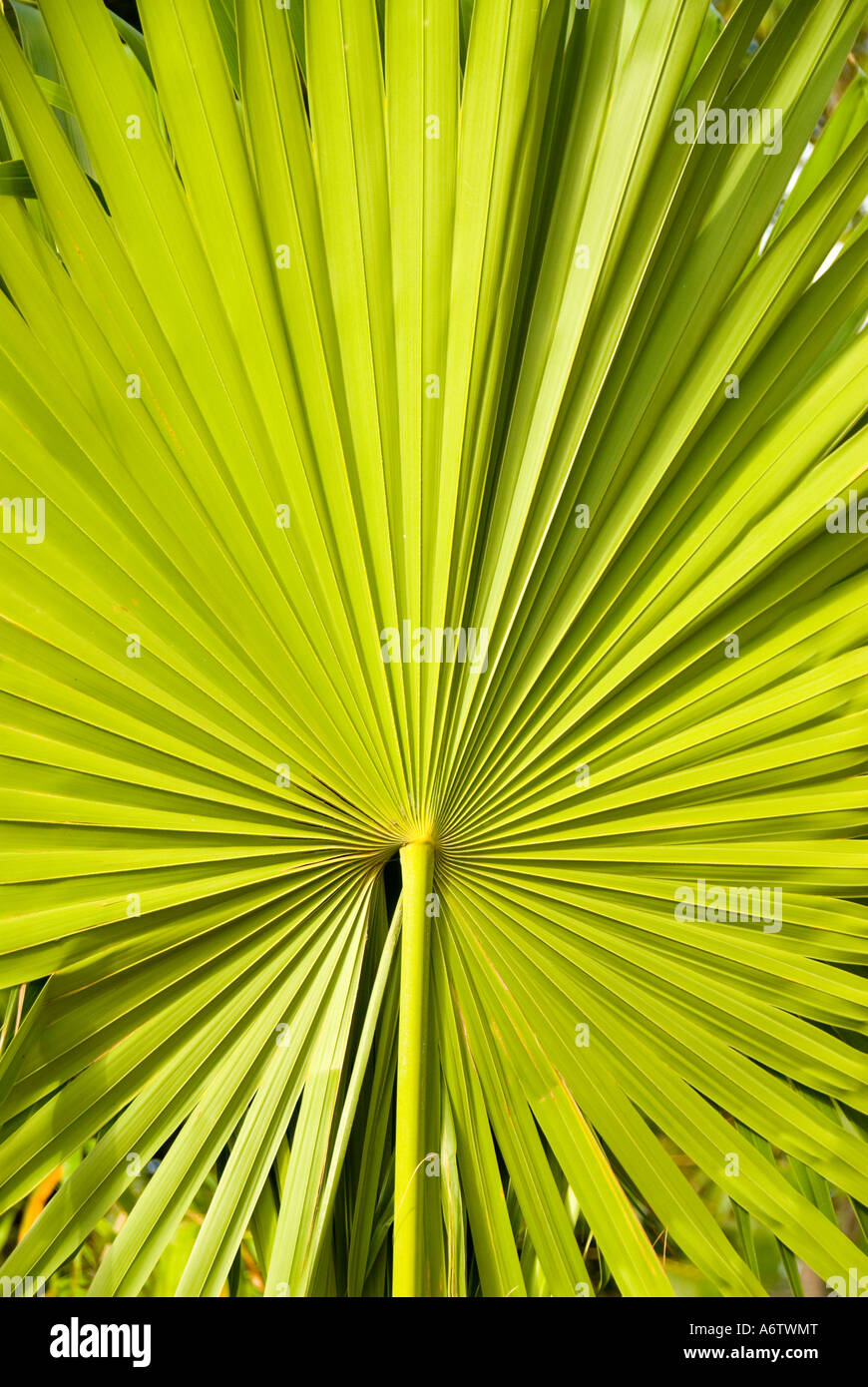 Sabal palmetto palm frond verde design pattern natura dettaglio florida fl Foto Stock