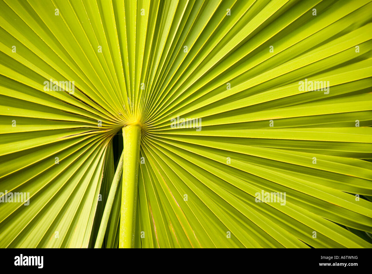 Sabal palmetto palm frond verde design pattern natura dettaglio florida fl Foto Stock