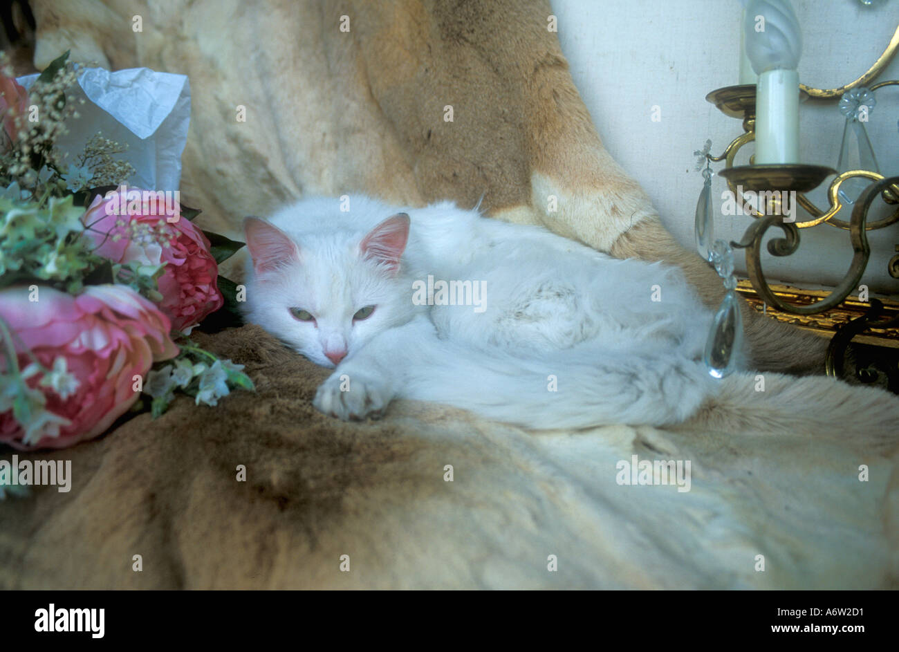 Gatto Bianco di dormire sulla pelliccia nel negozio di antiquariato in Hay-on-Wye Hay on Wye Powys Galles Cymru Foto Stock