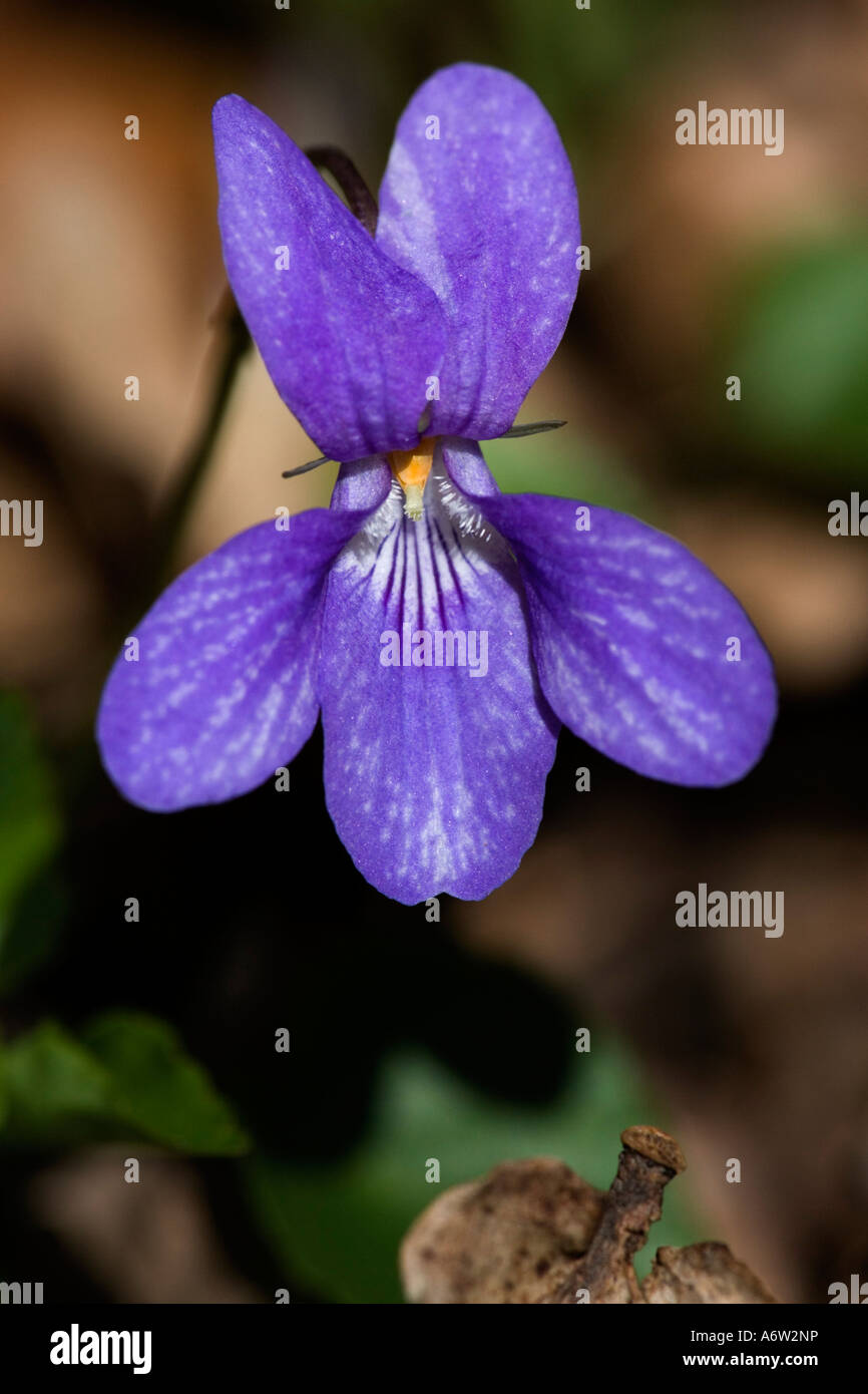 Cane comune Viola Viola riviniana close up fiore con bella disinnescare Sfondo legno Hartley Cambs Foto Stock