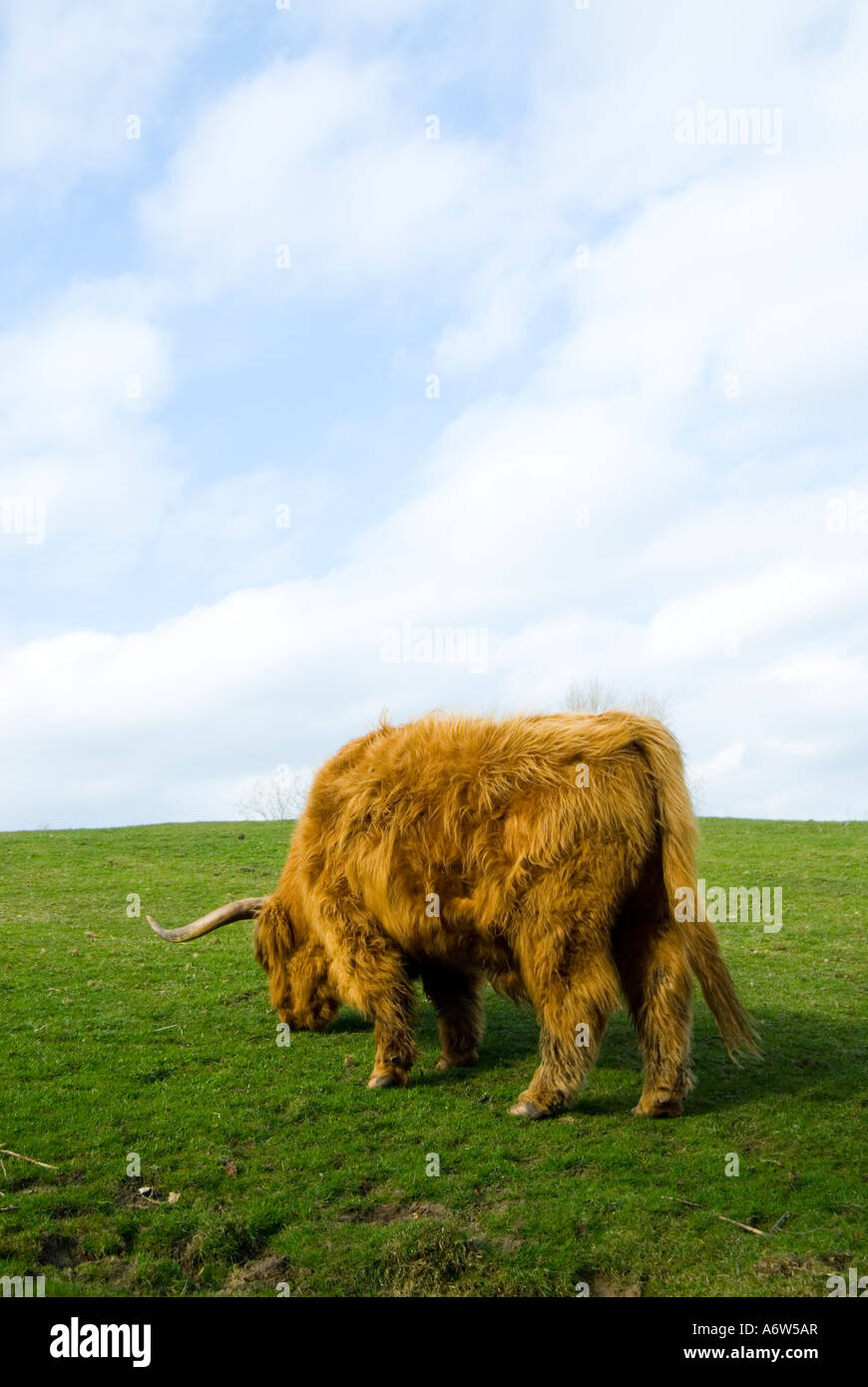 Vista rare di un altopiano di mucca Foto Stock
