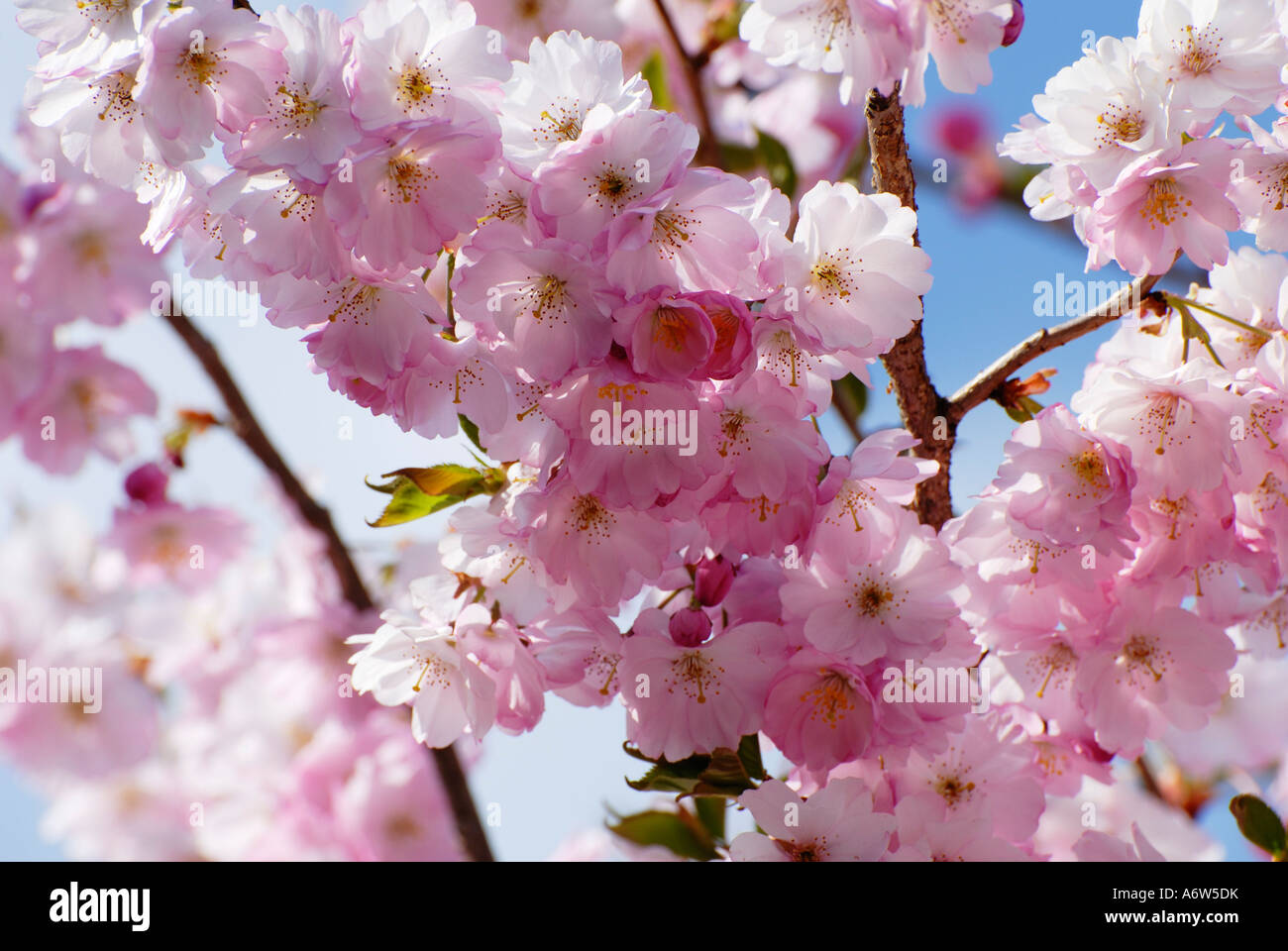 Giapponese Sargents Cherry Blossoms (Prunus sargentii) Foto Stock