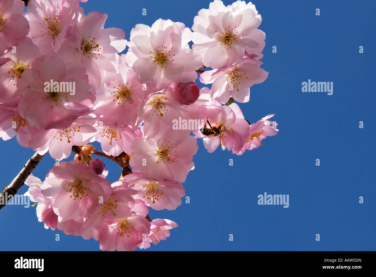 Giapponese Sargents Cherry Blossoms (Prunus sargentii) e un'ape Foto Stock