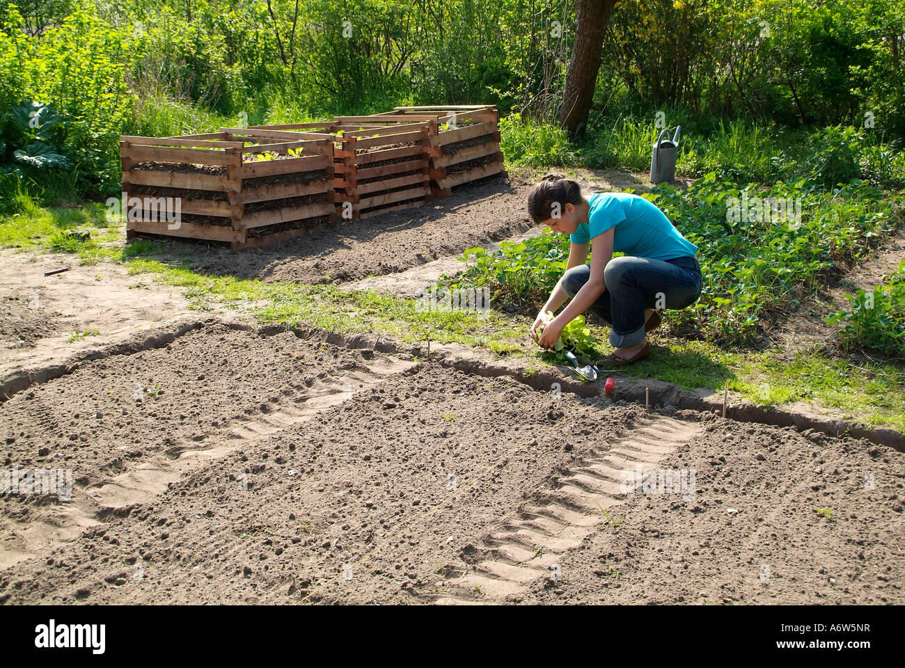 Giovane donna in un orto, piantagione di insalata Lactuca sativa Foto Stock