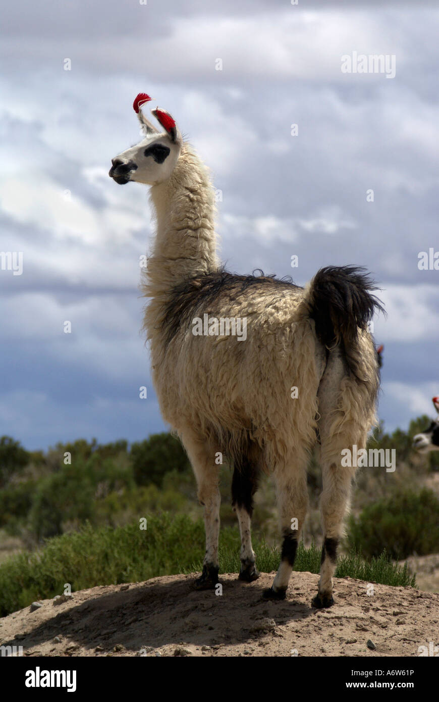 Llama (Lama glama guanicoë) Foto Stock