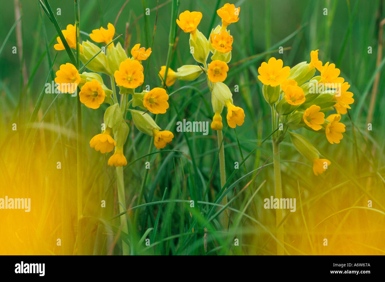 Cowslips Primula veris sul bordo del campo Foto Stock