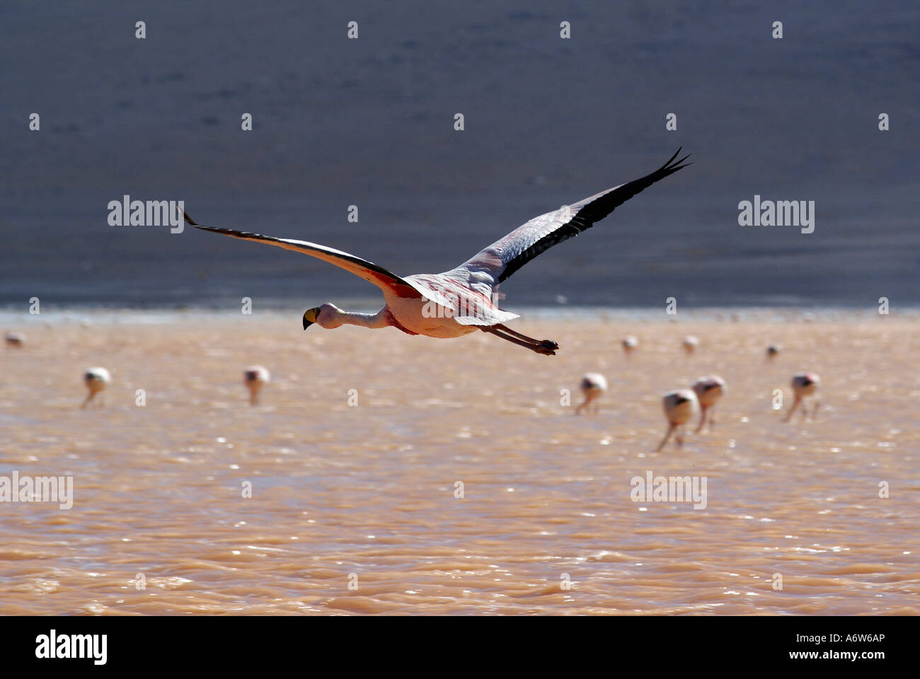 Fenicottero andino (Phoenicopterus andinus) battenti, Laguna Colorada, Uyuni Highlands, Bolivia Foto Stock