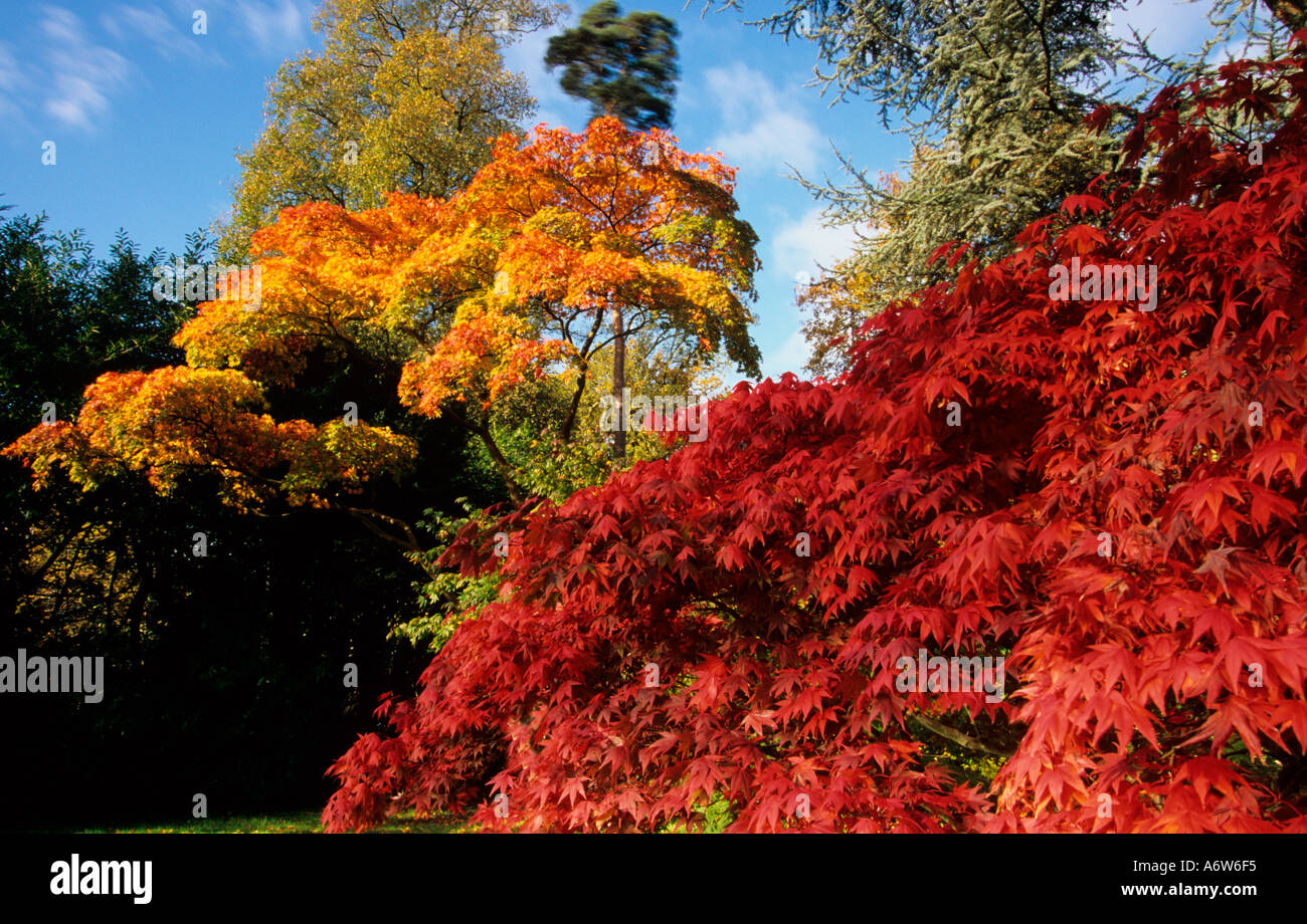 Maples in foglie autunnali a Westonbirt Arboretum Gloucestershire Foto Stock
